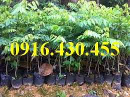 Cây giống sưa đỏ
